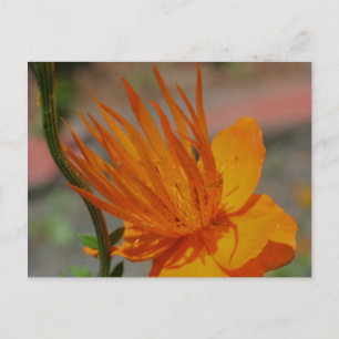 Orange Yellow Flower Photography Postcard