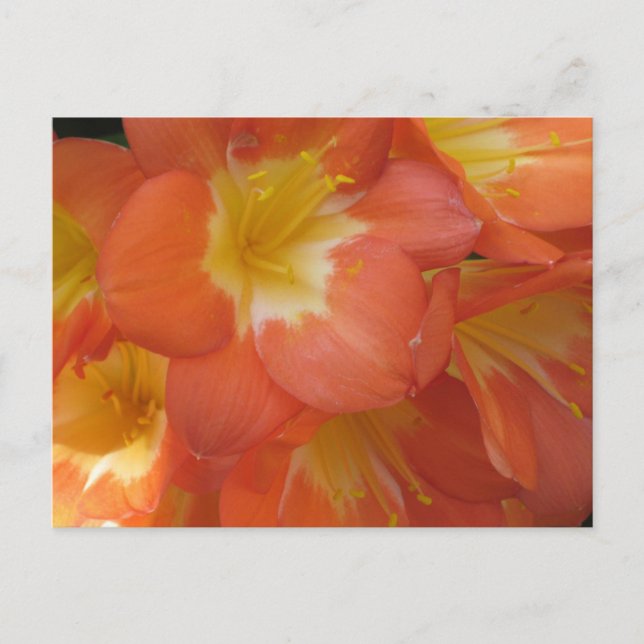 Orange & Yellow Flowers at Longwood Gardens, PA Postcard (Front)