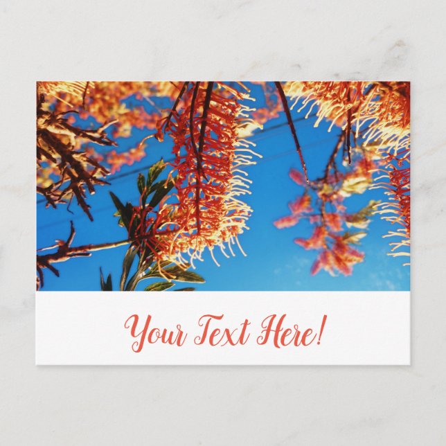 Orange Yellow Flowers Tree Sky Postcard (Front)