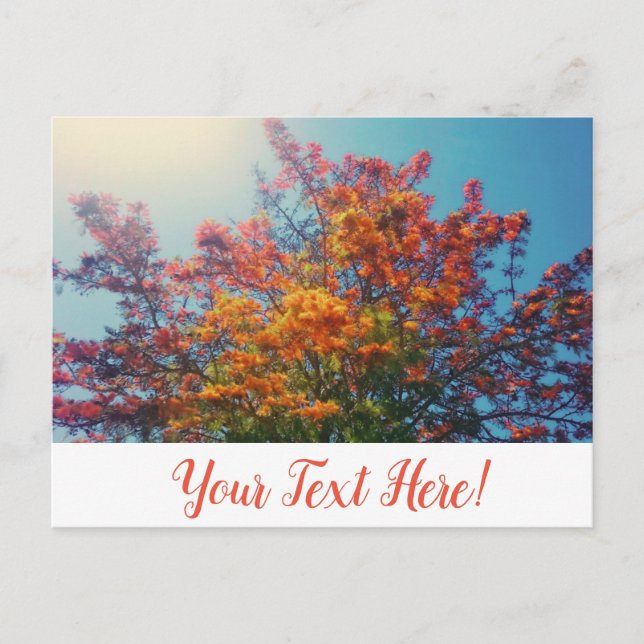 Orange Yellow Leaves Autumn Tree Postcard (Front)