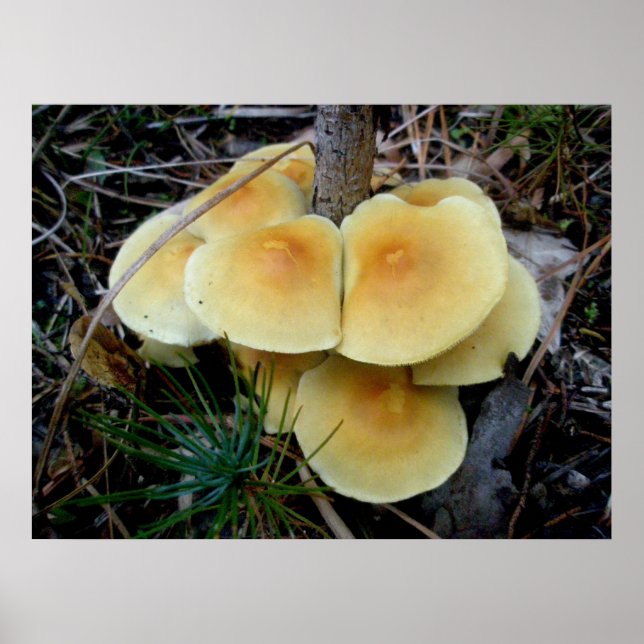 Orange Yellow Mushroom Colony OBX Poster (Front)