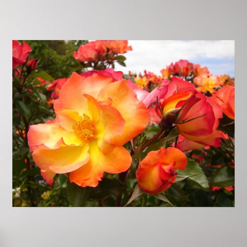 Orange Yellow Red Rose Roses Flowers floral Poster