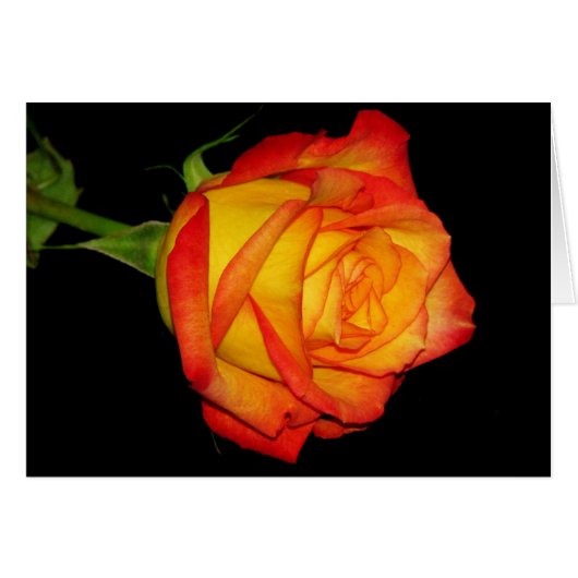 Orange-Yellow Rose Cards (Front Horizontal)