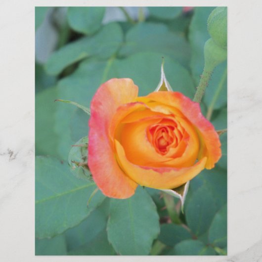 orange yellow rose flower (Front)