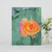 orange yellow rose flower (Standing Front)