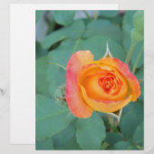 orange yellow rose flower (Front/Back)