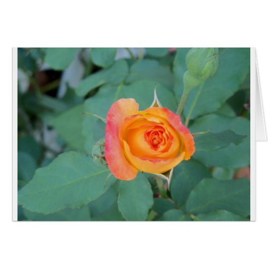 orange yellow rose flower cards (Front Horizontal)