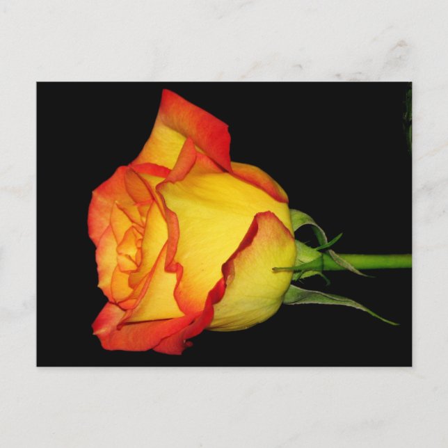 Orange-Yellow  Rose Postcard (Front)