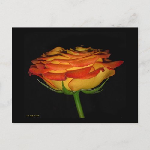 OrangeYellow Rose Postcard