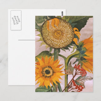 Orange Yellow Seeding Sunflower Art Postcard