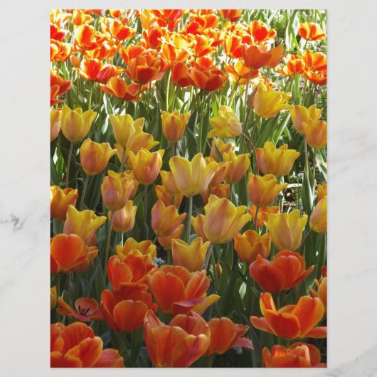 Orange-&-Yelow-Tulips.jpg (Front)