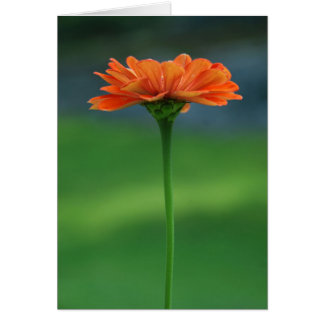 Orange Zinnia by Cynthia Turner Designs Cards