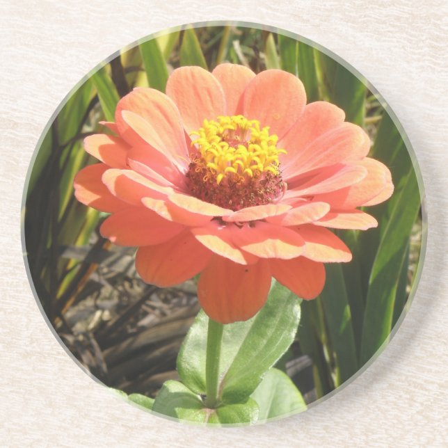 Orange Zinnia Flower Coasters (Front)