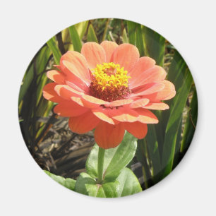 Orange Zinnia Flower Magnet