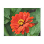 Orange Zinnia Flower Postcard