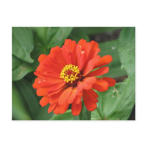 Orange Zinnia Flower Postcard
