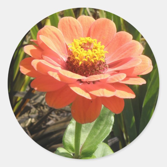 Orange Zinnia Flower Stickers (Front)