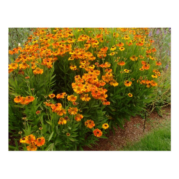 Orange Zinnia Flowers Post Card