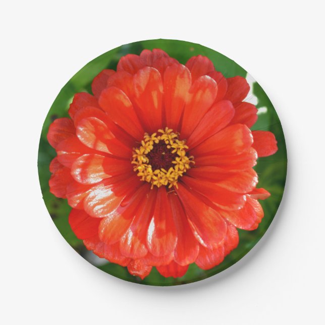 Orange  Zinnia Paper Plates (Front)