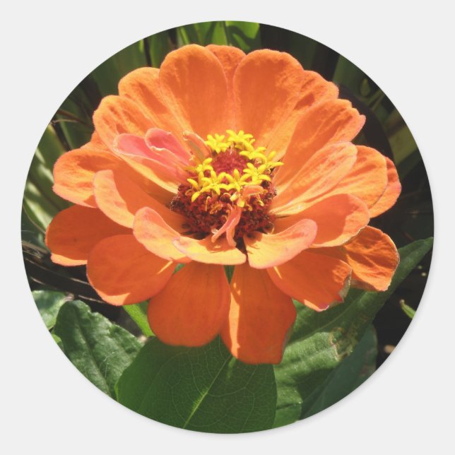 Orange Zinnia Stickers (Front)