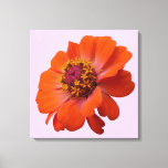 Orange Zinnia Wildflower Nature Floral Canvas Print