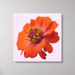 Orange Zinnia Wildflower Nature Floral Canvas Print