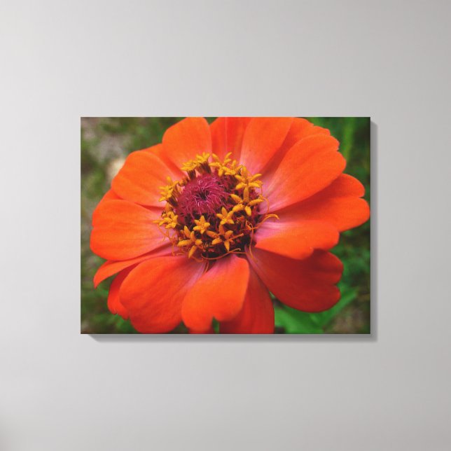Orange Zinnia Wildflower Nature Floral Canvas Print (Front)