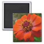 Orange Zinnia Wildflower Nature Floral Magnet