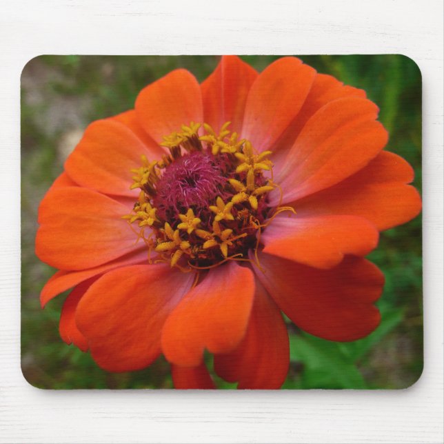 Orange Zinnia Wildflower Nature Floral Mouse Pad (Front)