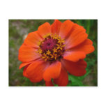 Orange Zinnia Wildflower Nature Floral Postcard