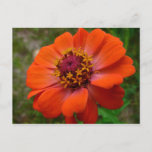 Orange Zinnia Wildflower Nature Floral Postcard