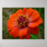 Orange Zinnia Wildflower Nature Floral Poster