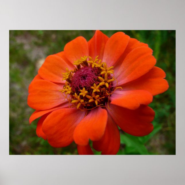 Orange Zinnia Wildflower Nature Floral Poster (Front)
