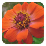 Orange Zinnia Wildflower Nature Floral Square Sticker