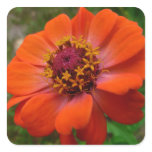 Orange Zinnia Wildflower Nature Floral Square Sticker