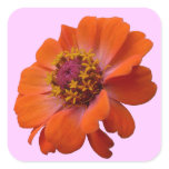 Orange Zinnia Wildflower Nature Floral Square Sticker