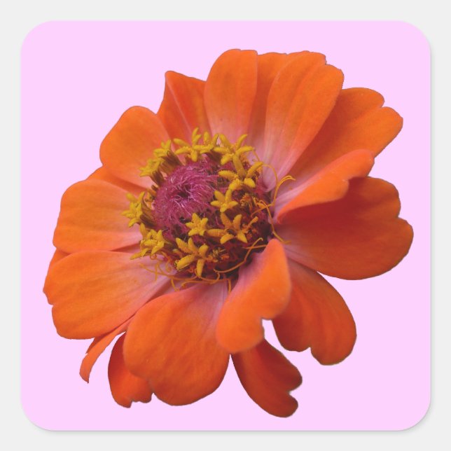 Orange Zinnia Wildflower Nature Floral Square Sticker (Front)