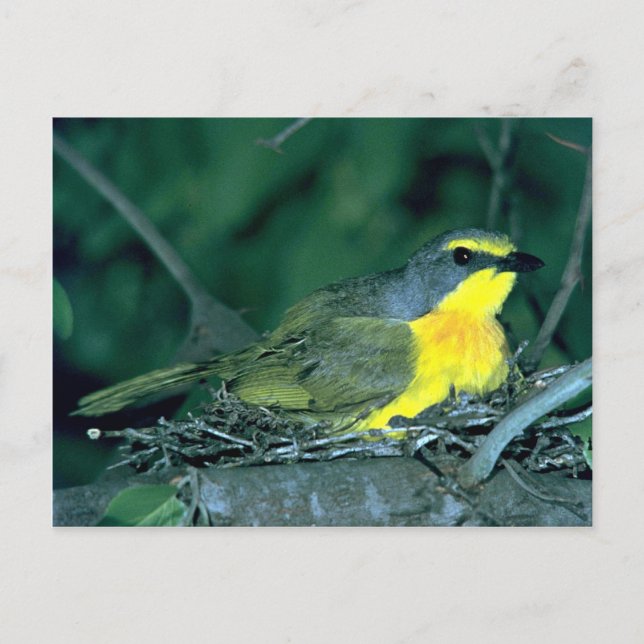 Orangebreasted Bush Shrike Postcard (Front)
