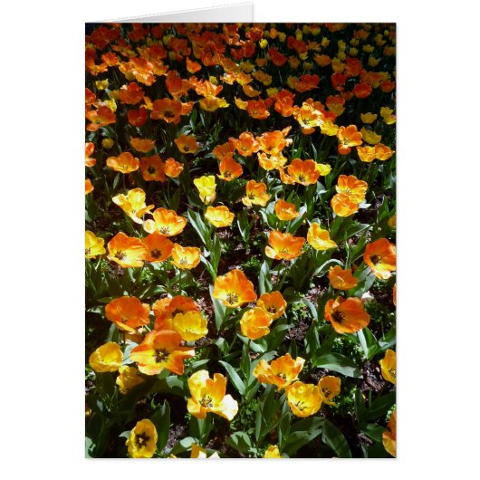 oranged tulips cards (Front)