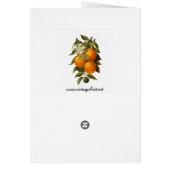 Oranges and Poppies Cards (Back)