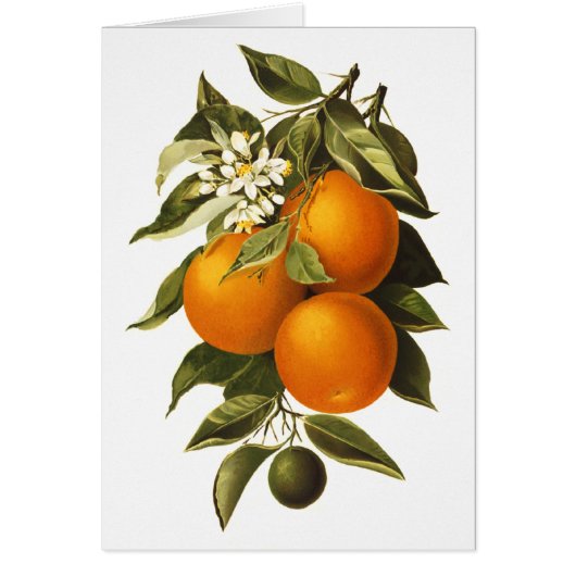 Oranges and Poppies Cards (Front)