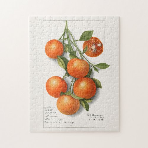 Oranges Calamondian Fruit Watercolor Painting Jigsaw Puzzle