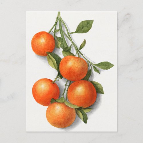 Oranges Calamondian Fruit Watercolor Painting Po Postcard