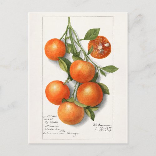 Oranges Calamondian Fruit Watercolor Painting Postcard