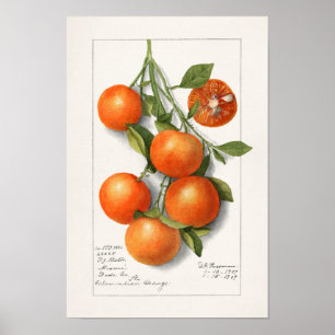 Oranges (Calamondian) Fruit Watercolor Painting Poster