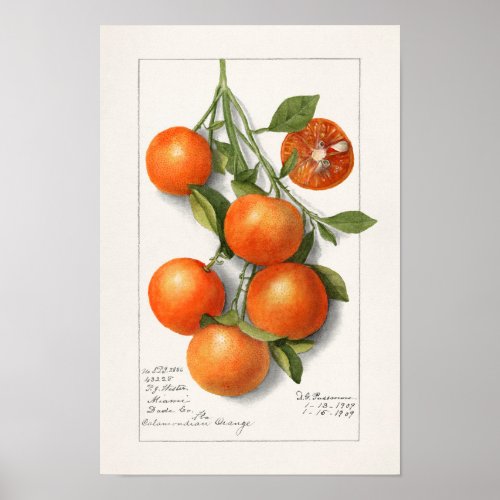 Oranges Calamondian Fruit Watercolor Painting Poster