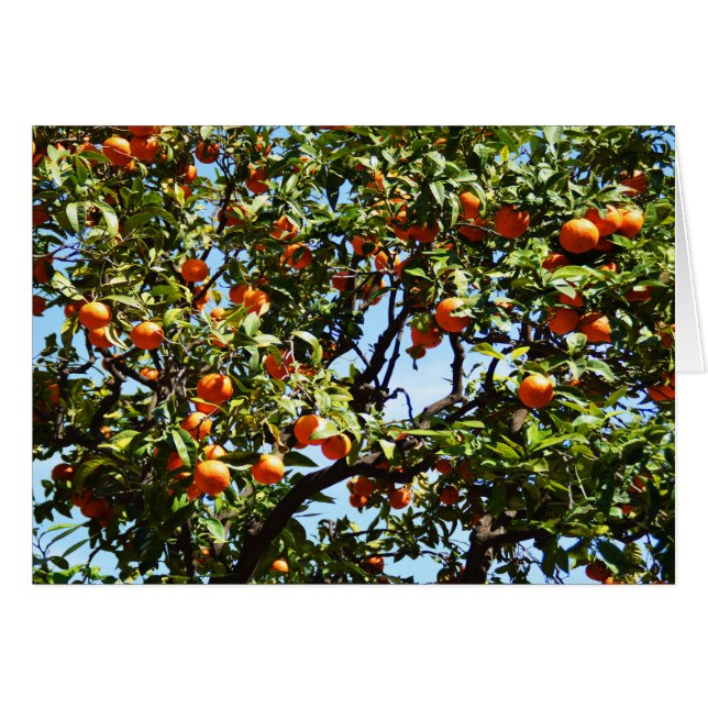 Oranges Cards (Front Horizontal)
