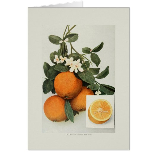 Oranges Cards (Front)