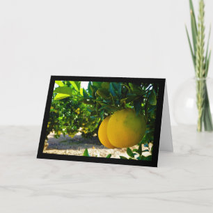 Oranges in Valencia Orange Grove Card