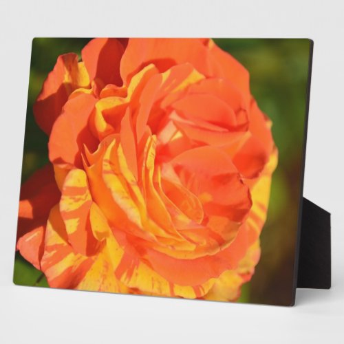 Oranges n Lemons Rose plaque